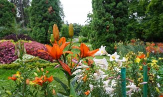 Crinii, în plină floare la Grădina Botanică Cluj