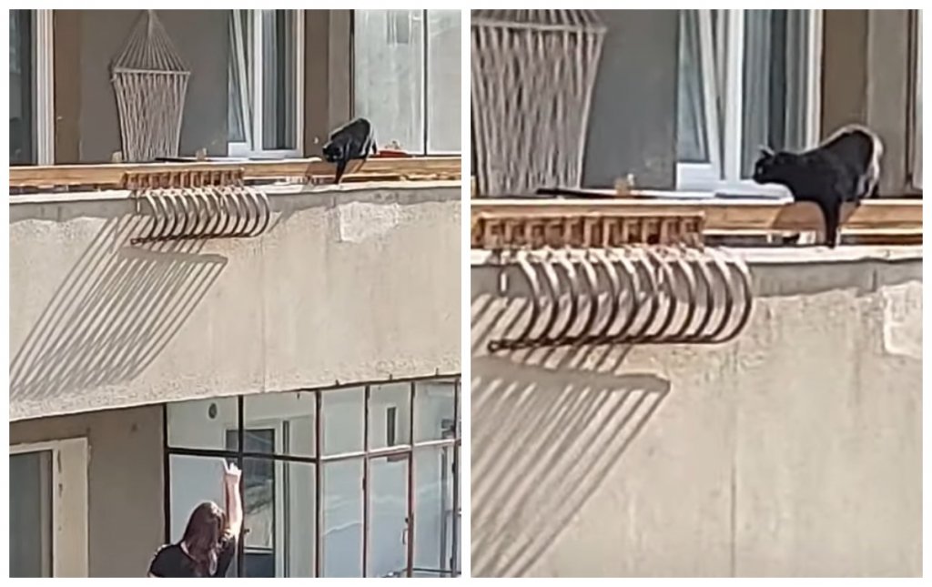Pisică uitată pe un balcon din Cluj, în timpul caniculei: "Care ți-ai lăsat pisica pe balcon, pe căldurile astea?"