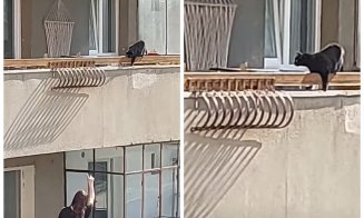 Pisică uitată pe un balcon din Cluj, în timpul caniculei: "Care ți-ai lăsat pisica pe balcon, pe căldurile astea?"