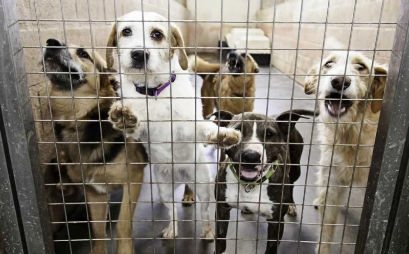 Cluj: Campanie de strângere de fonduri pentru Centrul de Gestionare Câini Fără Stăpân