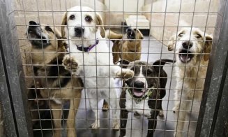 Cluj: Campanie de strângere de fonduri pentru Centrul de Gestionare Câini Fără Stăpân