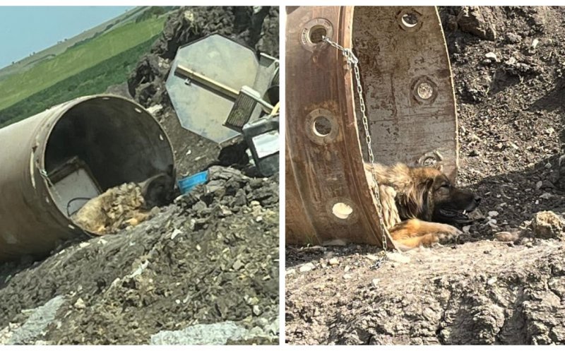 Cruzime pe șantierul de pe A3, în Tureni. Câine legat de un cilindru metalic și lăsat fără apă în caniculă
