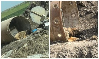 Cruzime pe șantierul de pe A3, în Tureni. Câine legat de un cilindru metalic și lăsat fără apă în caniculă