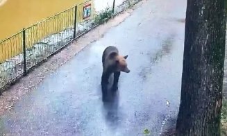 Un urs se plimbă LIBER de câteva nopți prin Grădina Zoologică Târgu Mureș și a omorât o căprioară / Reprezentanții de la ZOO: ”Grădina Zoologică este 