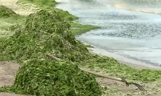 Turiștii, dezamăgiți că şi-au stricat vacanţa / 800 de tone de alge strânse deja de pe litoralul Mării Negre