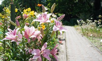 Crinii sunt în floare la Grădina Botanică din Cluj