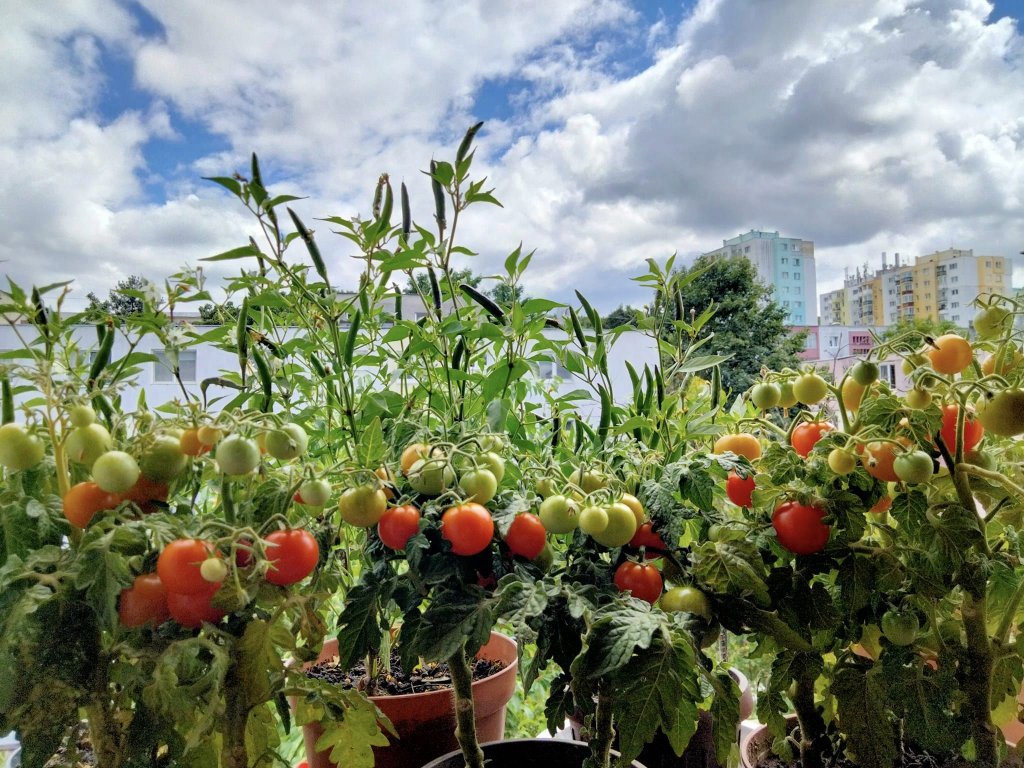 Cluj-Napoca, Mănăştur: Grădina cu legume din balcon :)