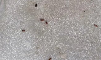 Invazie de gândaci într-un cartier aglomerat din Cluj-Napoca. Locuitorii cer intervenția Primăriei