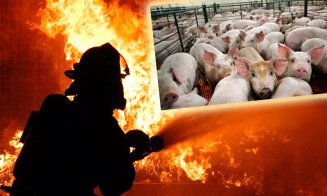 DEZASTRU la o fermă de porci din judeţul Cluj / 612 animale au ars de vii într-un incendiu izbucnit în cursul nopţii