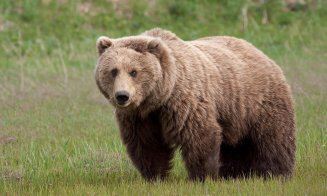 Populaţia de urs brun, scăpată de sub control. Relocarea nu e o soluţie