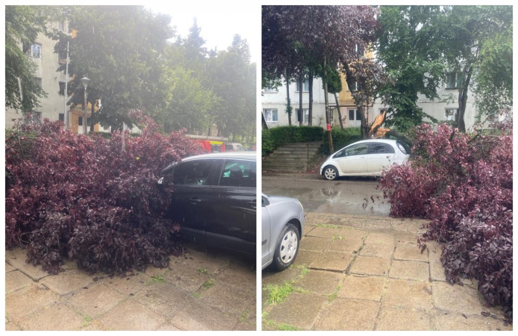 Copaci căzuți peste mai multe mașini în Cluj-Napoca. Municipiul este sub Cod galben de furtună