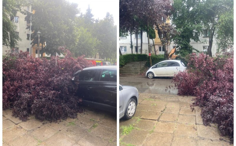 Copaci căzuți peste mai multe mașini în Cluj-Napoca. Municipiul este sub Cod galben de furtună
