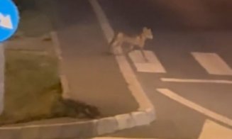 Vulpe surprinsă traversând pe trecere într-un cartier din Cluj-Napoca: "La Cluj și vulpea este civilizată"