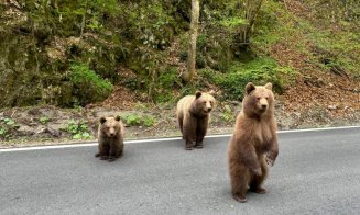 Tragedia din Munții Bucegi: Camera Deputaţilor, convocată în sesiune extraordinară pentru modificarea legislaţiei privind urşii