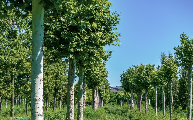 Metasequoia, arbori de cauciuc, ginkgo biloba, printre cei aproape 700 de copaci pregătiți pentru a aduce natura în proiectul IULIUS de reconversie urbană din Cluj