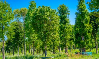 Metasequoia, arbori de cauciuc, ginkgo biloba, printre cei aproape 700 de copaci pregătiți pentru a aduce natura în proiectul IULIUS de reconversie ur