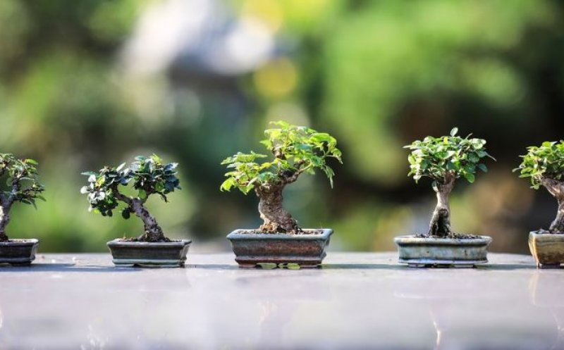 Îți plac bonsaii? Du-te să vezi exemplarele speciale expuse în Gradina Botanică din Cluj