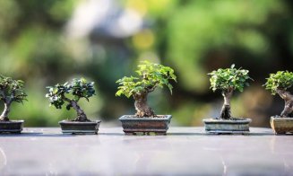 Îți plac bonsaii? Du-te să vezi exemplarele speciale expuse în Gradina Botanică din Cluj