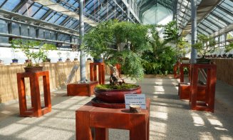 Expoziția de Bonsai continuă la Grădina Botanică