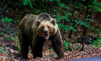 Câți urși vor putea fi împușcați fără autorizație în judeţul Cluj