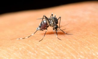 A fost raportat primul caz de infecţie cu virusul West Nile în România