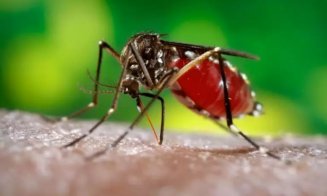 Două cazuri de infecţie cu West Nile/ Ce simptome dă virusul