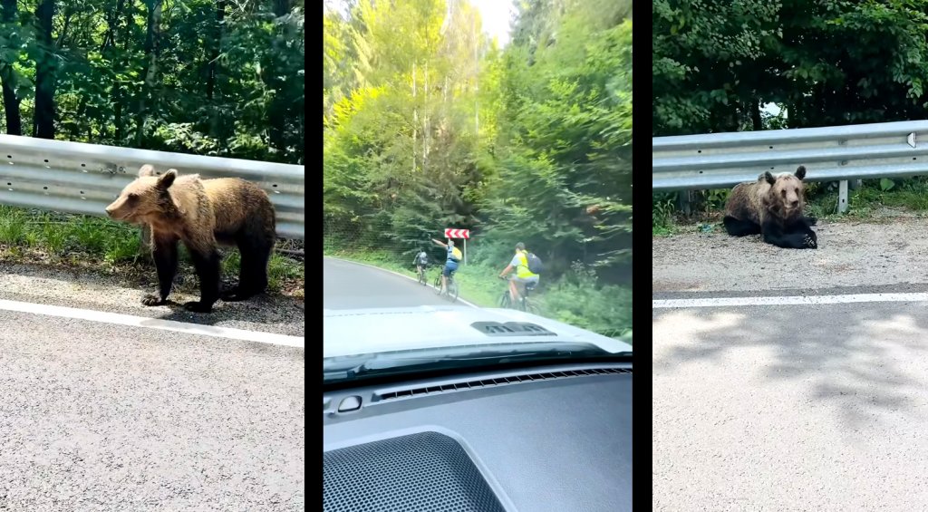 Pe bicicletă, slalom printre urşii de pe Transfăgărăşan / Un urs hrănit de om pe marginea drumului devine un urs condamnat la moarte