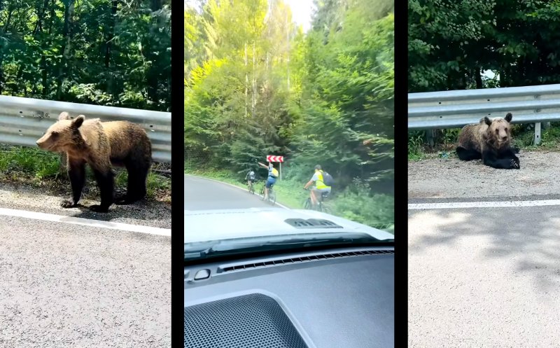 Pe bicicletă, slalom printre urşii de pe Transfăgărăşan / Un urs hrănit de om pe marginea drumului devine un urs condamnat la moarte