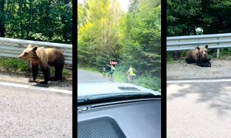 Pe bicicletă, slalom printre urşii de pe Transfăgărăşan / Un urs hrănit de om pe marginea drumului devine un urs condamnat la moarte