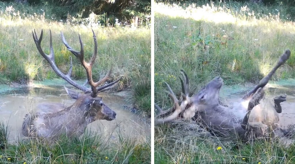 Spectacol rar în Parcul Natural Apuseni: Un cerb jucăuș, surprins în plină bălăceală de o cameră de supraveghere