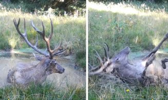 Spectacol rar în Parcul Natural Apuseni: Un cerb jucăuș, surprins în plină bălăceală de o cameră de supraveghere