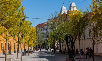 3.769 arbori cu balot au fost plantați la Cluj-Napoca în perioada 2023-2024