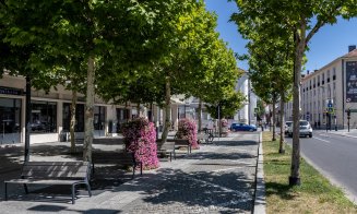 3.769 arbori cu balot au fost plantați la Cluj-Napoca în perioada 2023-2024
