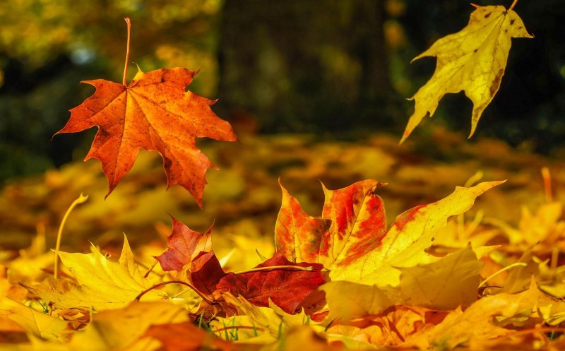 Cum va fi vremea la Cluj-Napoca în luna septembrie