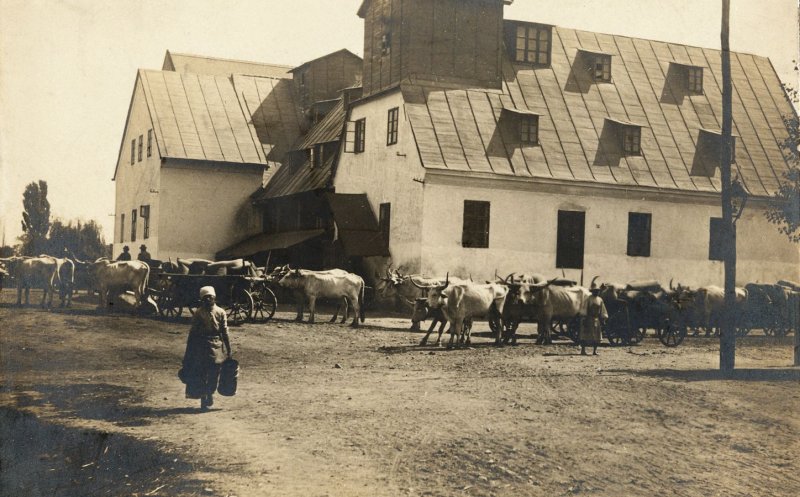 "Vederi din Cluj" (1902-1904). Calea Mănăștur
