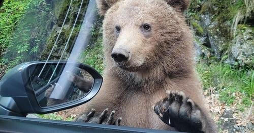 Gata cu circul pe Transfăgărășan! Cei care hrănesc urşii sau staţionează ilegal pe drum vor primi amenzi usturătoare