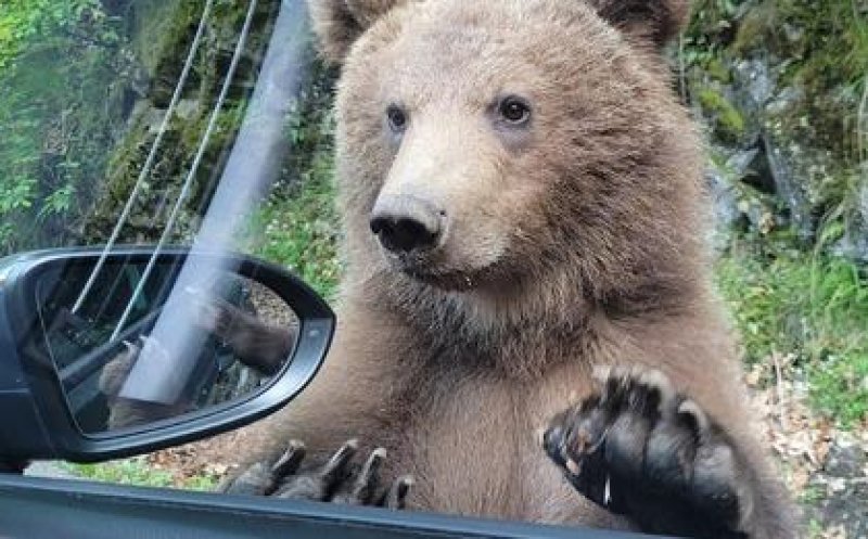 Gata cu circul pe Transfăgărășan! Cei care hrănesc urşii sau staţionează ilegal pe drum vor primi amenzi usturătoare