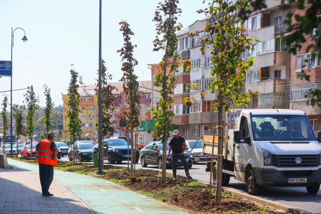 A început plantarea arborilor în zona centrală din Turda