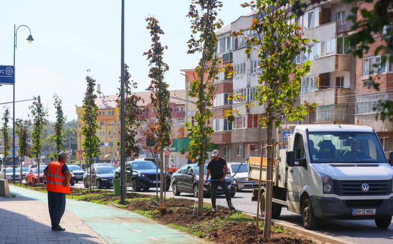 A început plantarea arborilor în zona centrală din Turda