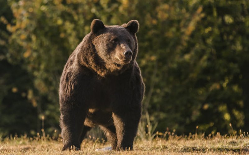 RO-ALERT pe Transfăgărășan: Băiat de 14 ani, atacat de un URS