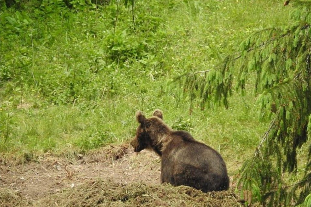Un urs a făcut prăpăd într-o localitate din Cluj: Localnicii sunt îngrijorați pentru animalele lor