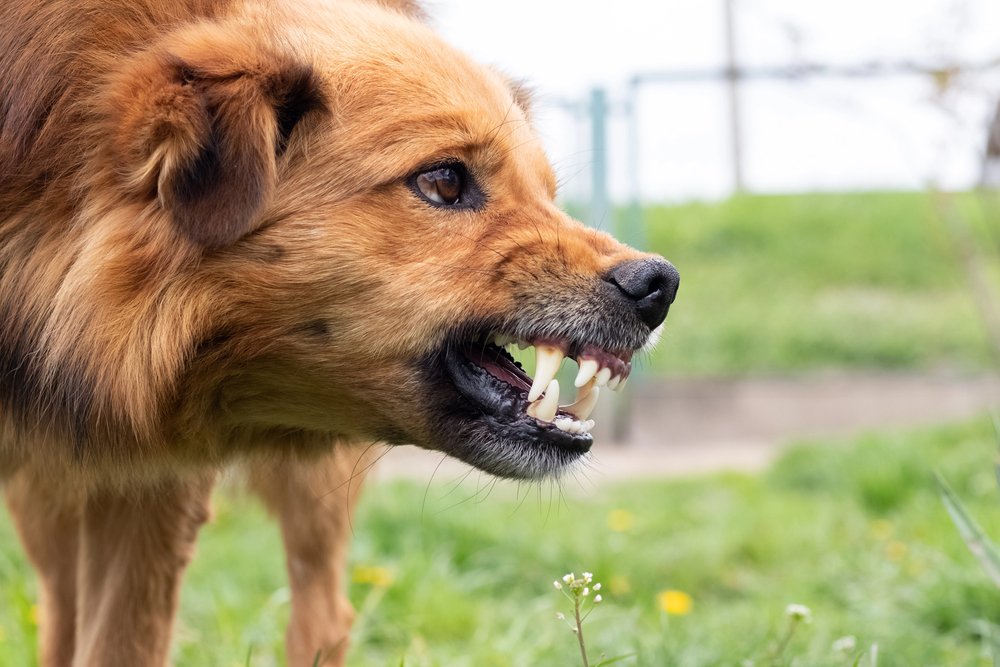 Familie atacată de un câine agresiv, pe Plopilor. "Suntem în stare de șoc"