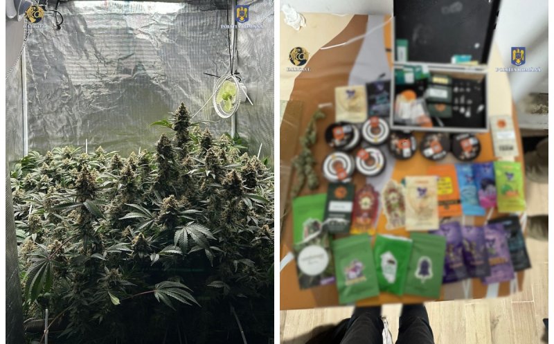 Cultiva canabis ca un profesionist în Cluj, dar DIICOT i-a dat planurile peste cap. Ce au descoperit polițiștii