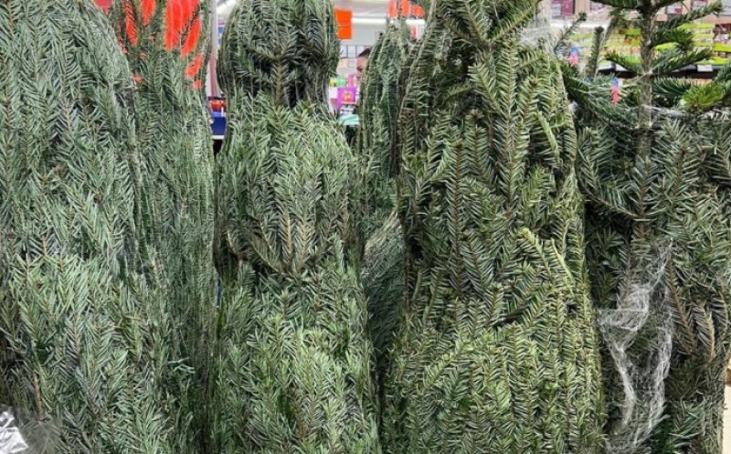 LIDL scoate la ofertă brazi naturali de Crăciun. Care sunt prețurile