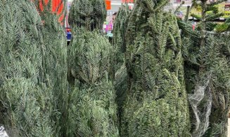LIDL scoate la ofertă brazi naturali de Crăciun. Care sunt prețurile