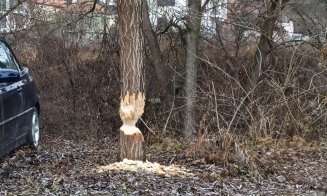 Atenţie pe unde parcaţi în Cluj: "Castor foarte harnic"