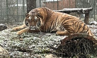 Familia bărbatului UCIS de tigru la Zoo în Pitești: ”Nu am fost anunțați de nimeni din administrație. Știrea am aflat-o de pe Facebook. Pozele cu el f