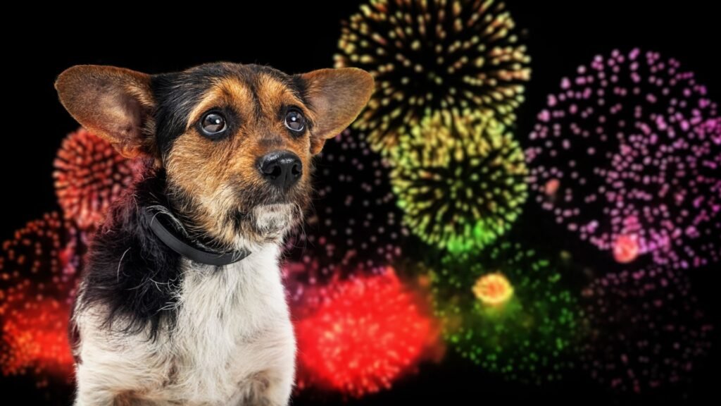„Artificiile sunt pentru o noapte. Animalele, pentru o viață” / Boc: "Clujul se îndreaptă spre dimensiunea asta de a renunța încet, dar sigur, la focurile de artificii"