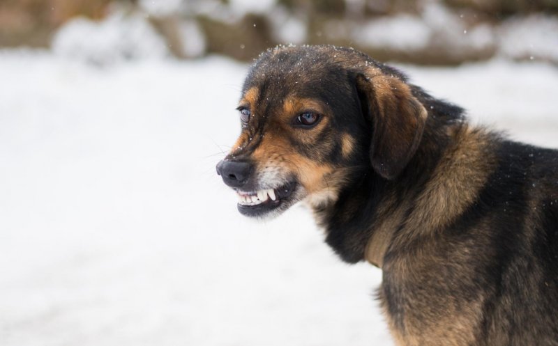Ce spun polițiștii în cazul femeii atacate de o haită de câini în Florești