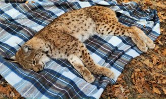 Misiune specială pentru salvamontiști: Au salvat un râs căzut într-o fântână